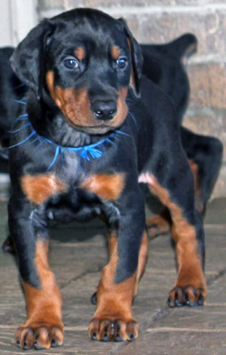 5 week old black and rust male doberman pup; champion sired