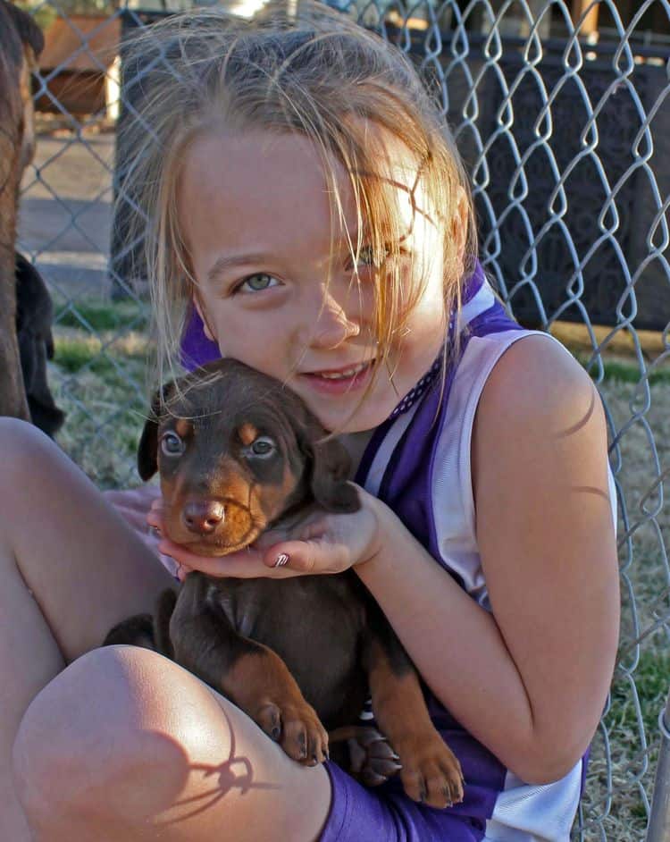 red and rust female doberman puppy