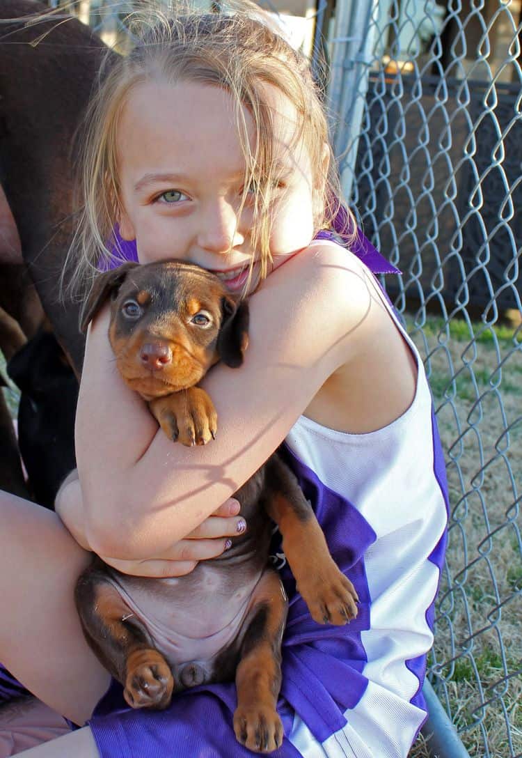 5 week old red and rust female doberman pup; champion sired