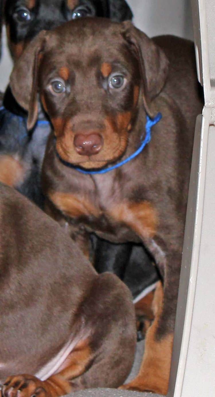 5 week old red and rust male doberman pup; champion sired