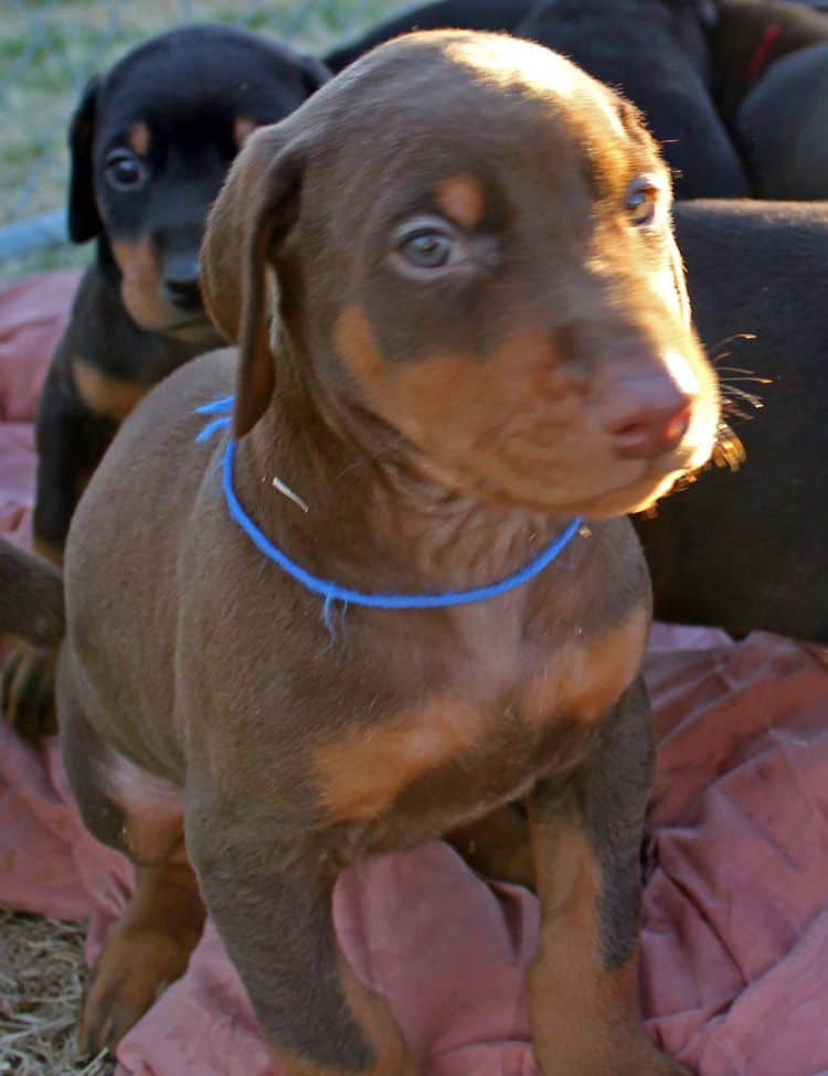 5 week old red and rust male doberman pup; champion sired