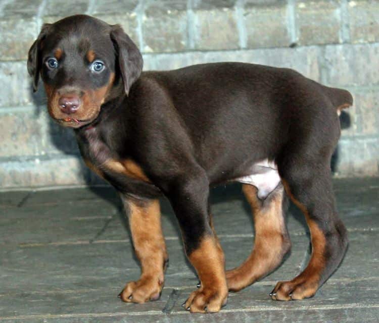 5 week old red and rust male doberman pup; champion sired