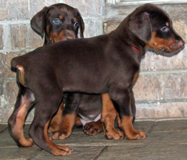 5 week old red and rust male doberman pup; champion sired