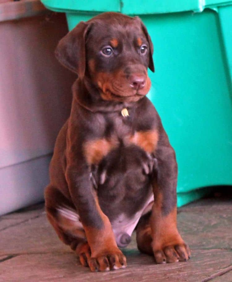 5 week old red and rust male doberman pup; champion sired