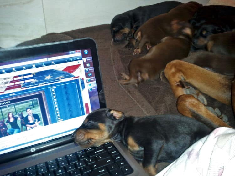 black rust doberman puppy helping computer work