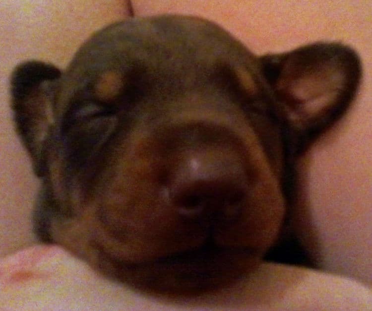 2 week old dobe pups black and rust, red and rust; champion sired