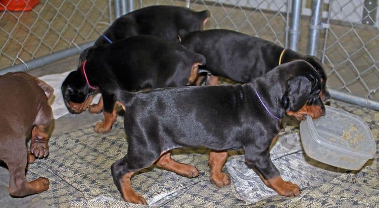 6 week old black and rust female doberman pups; red and rust doberman pups; champion sired