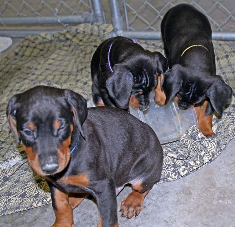 6 week old black and rust female doberman pups; red and rust doberman pups; champion sired