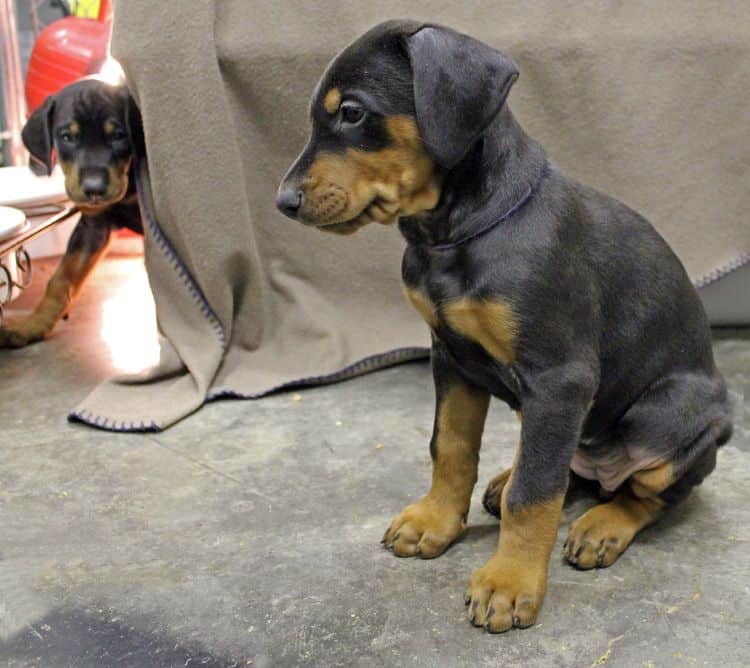 6 week old black and rust female doberman pups; red and rust doberman pups; champion sired