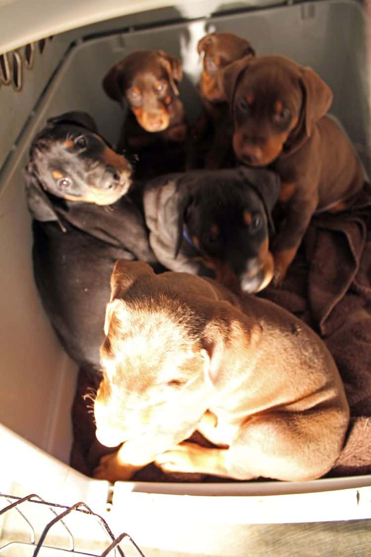 6 week old black and rust female doberman pups; red and rust doberman pups; champion sired