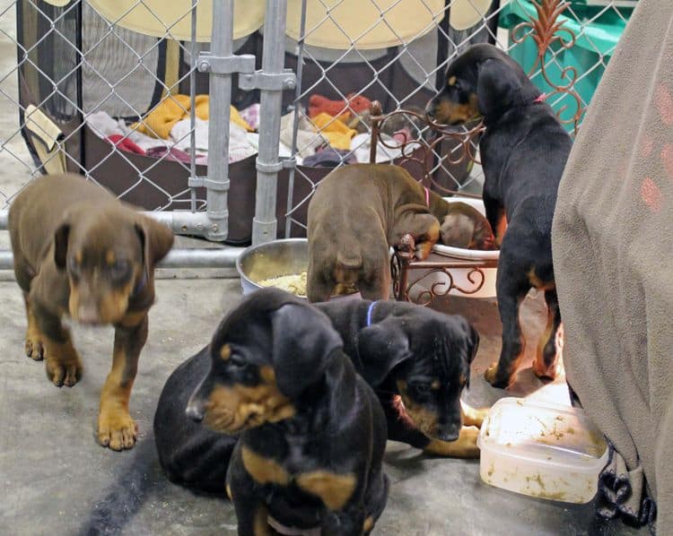 6 week old black and rust female doberman pups; red and rust doberman pups; champion sired