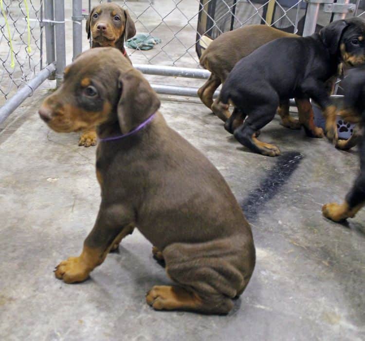 6 week old black and rust female doberman pups; red and rust doberman pups; champion sired