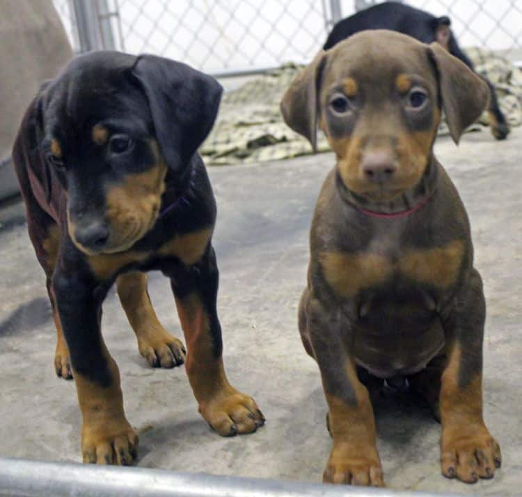 6 week old black and rust female doberman pups; red and rust doberman pups; champion sired