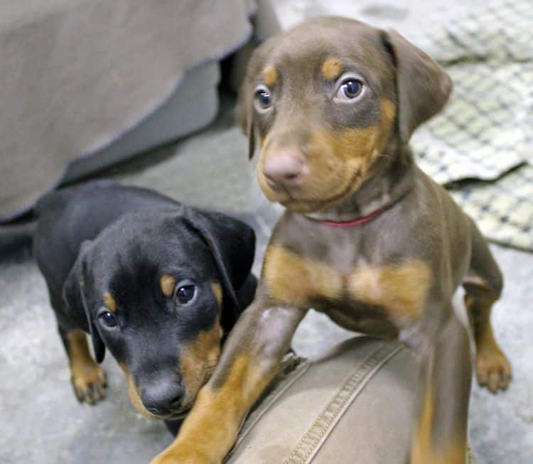 6 week old black and rust female doberman pups; red and rust doberman pups; champion sired