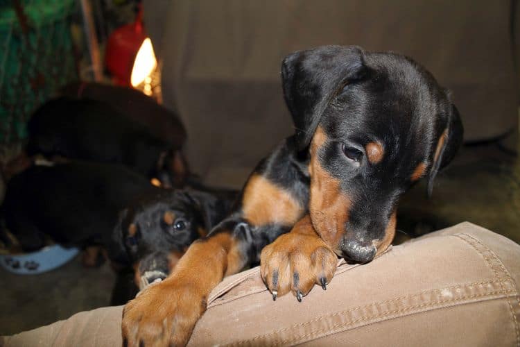 6 week old black and rust female doberman pups; red and rust doberman pups; champion sired