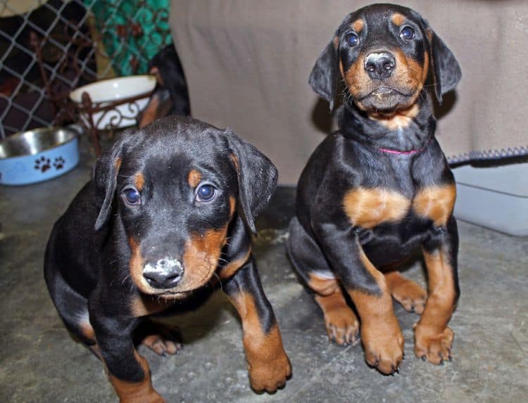 6 week old black and rust female doberman pups; red and rust doberman pups; champion sired