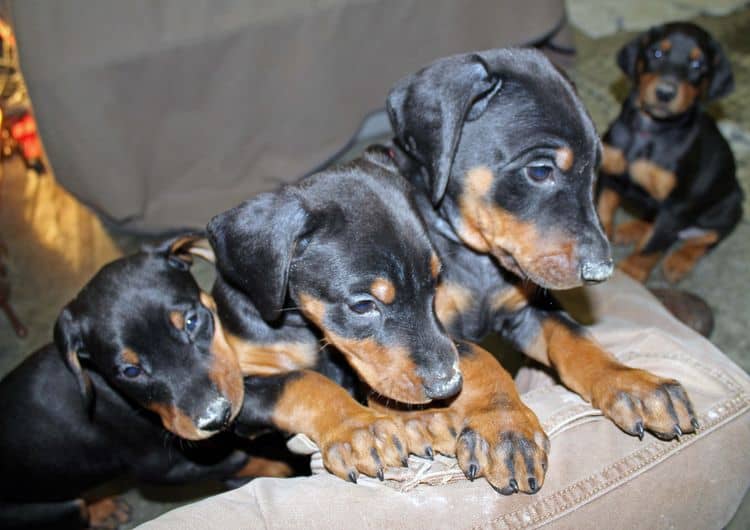 6 week old black and rust female doberman pups; red and rust doberman pups; champion sired