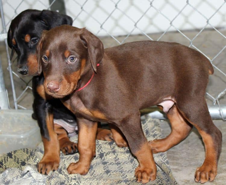 6 week old black and rust female doberman pups; red and rust doberman pups; champion sired