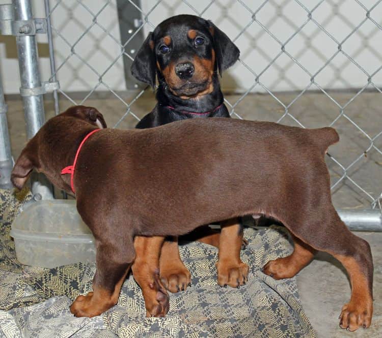 6 week old black and rust female doberman pups; red and rust doberman pups; champion sired