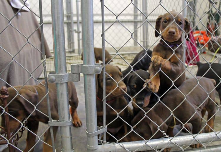 6 week old black and rust female doberman pups; red and rust doberman pups; champion sired