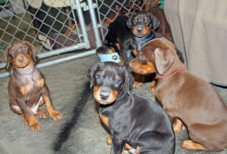 6 week old black and rust female doberman pups; red and rust doberman pups; champion sired