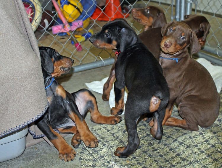 6 week old black and rust female doberman pups; red and rust doberman pups; champion sired