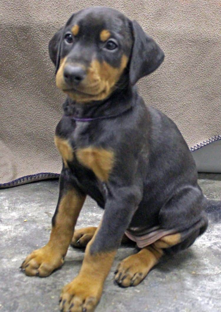 6 week old black and rust female doberman pup; champion sired