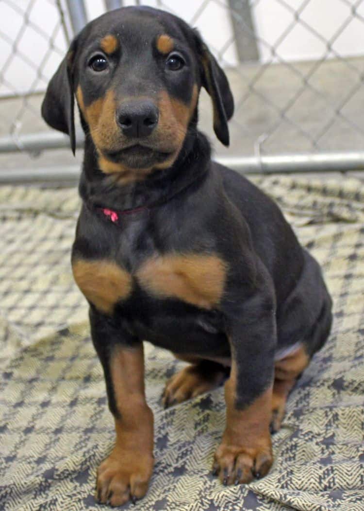 6 week old black and rust female doberman pup; champion sired