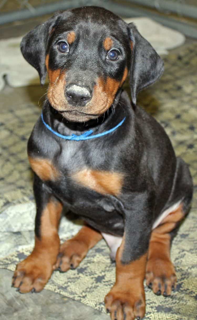 6 week old black and rust male doberman pup; champion sired