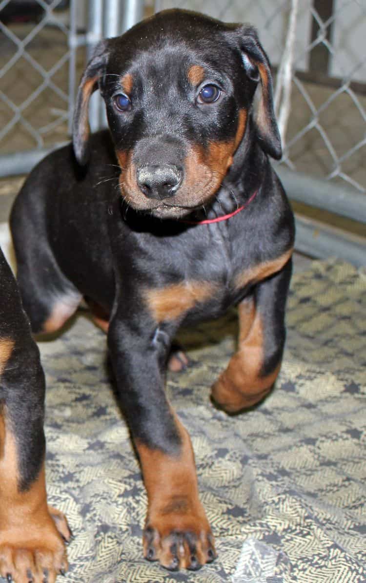 6 week old black and rust male doberman pup; champion sired