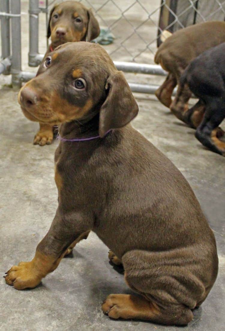 6 week old red and rust female doberman pup; champion sired