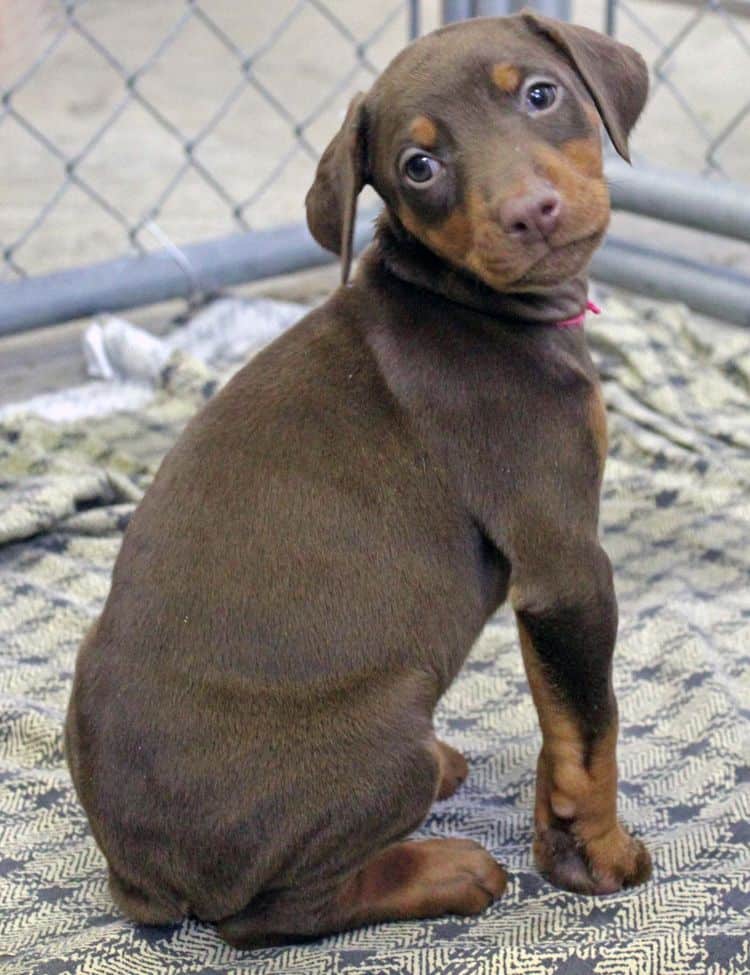 6 week old red and rust female doberman pup; champion sired