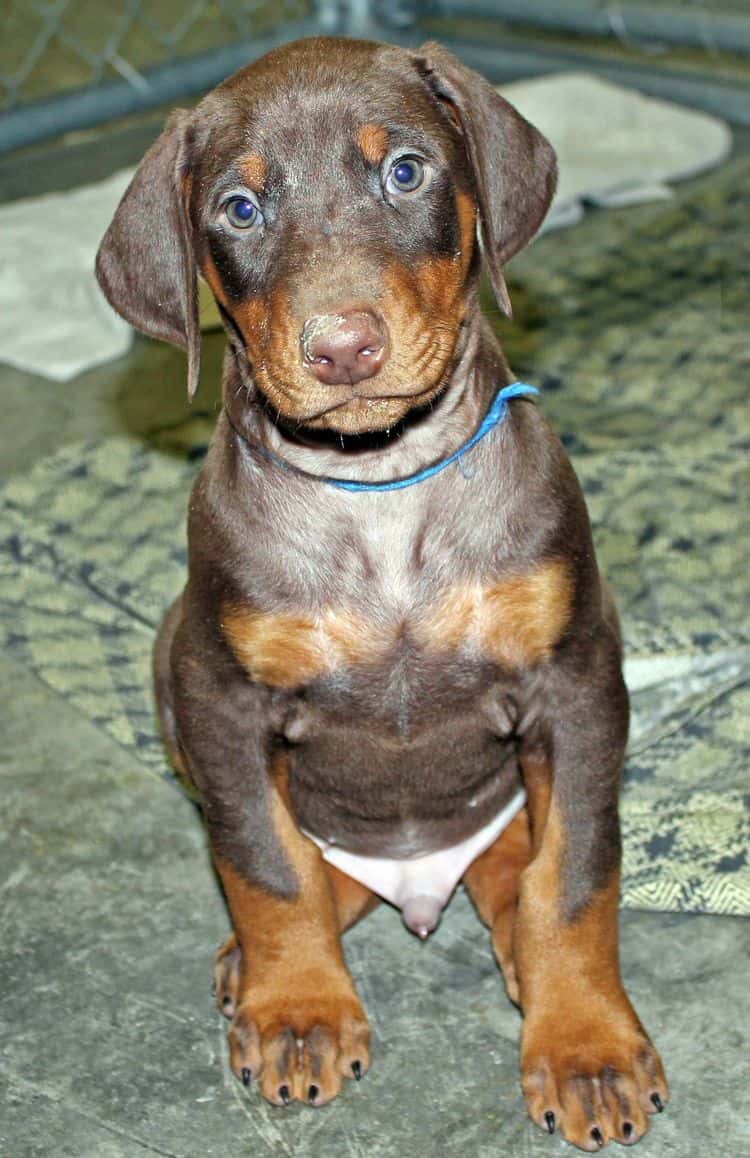 6 week old red and rust male doberman pup; champion sired