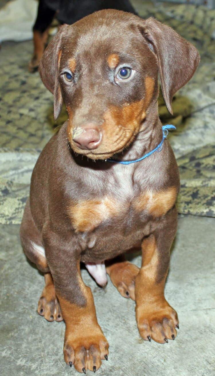 6 week old red and rust male doberman pup; champion sired