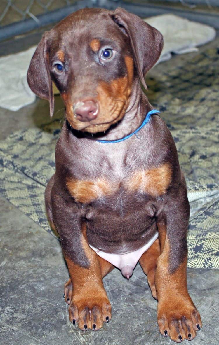 6 week old red and rust male doberman pup; champion sired