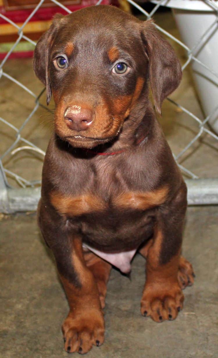 6 week old red and rust male doberman pup; champion sired