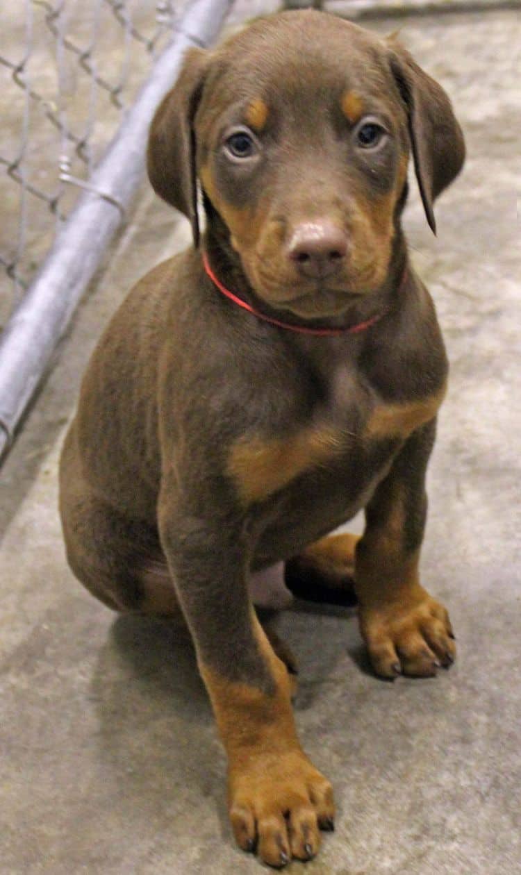 6 week old red and rust male doberman pup; champion sired