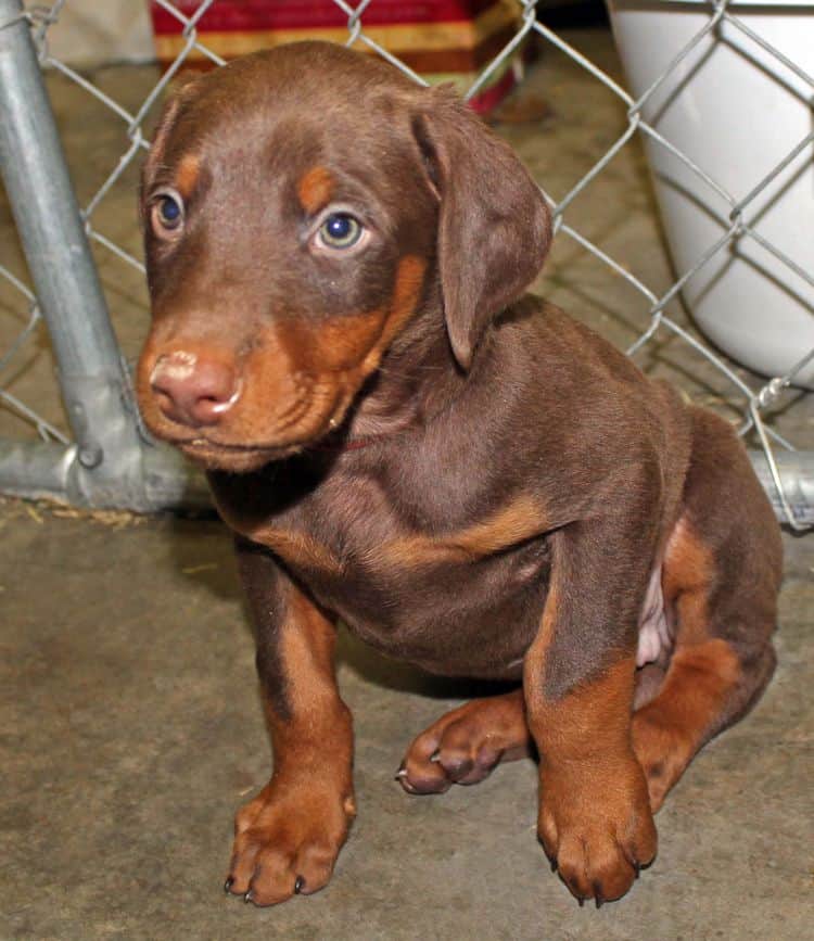 6 week old red and rust male doberman pup; champion sired