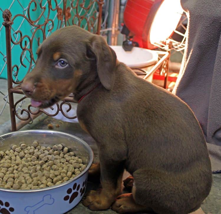 6 week old red and rust male doberman pup; champion sired