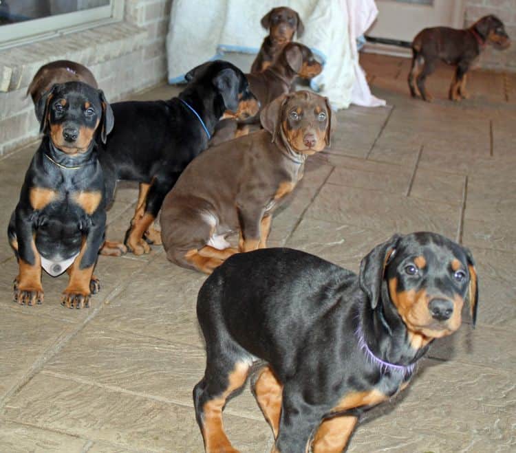 7 week old black/rust and red/rust doberman pups