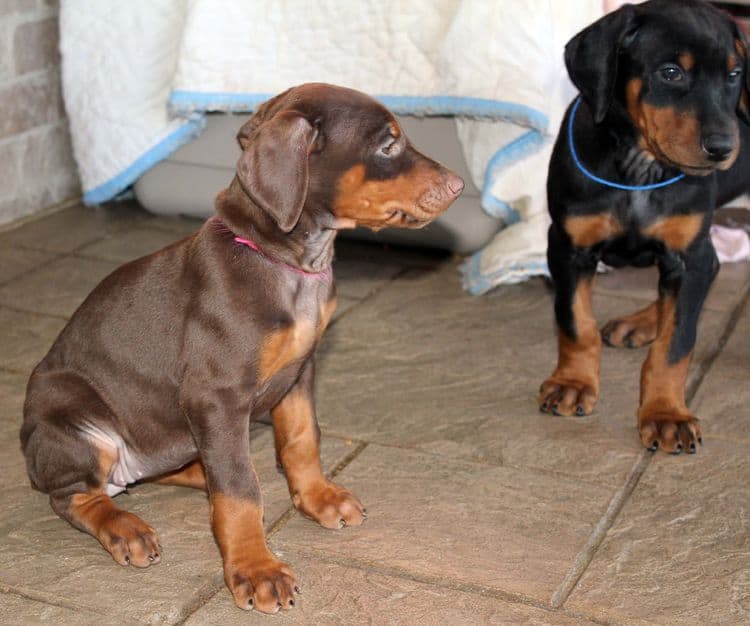 7 week old black/rust and red/rust doberman pups