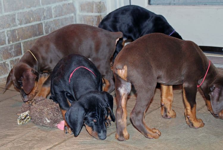 7 week old black/rust and red/rust doberman pups