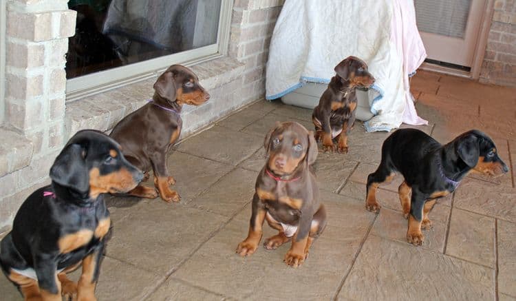 7 week old black/rust and red/rust doberman pups