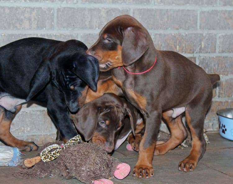 7 week old black/rust and red/rust doberman pups