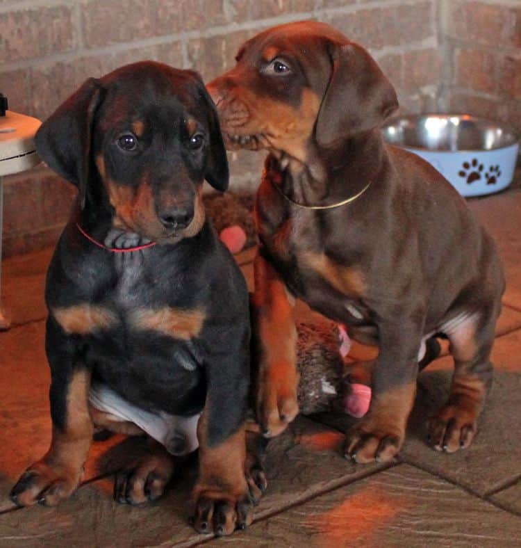 7 week old black/rust and red/rust doberman pups