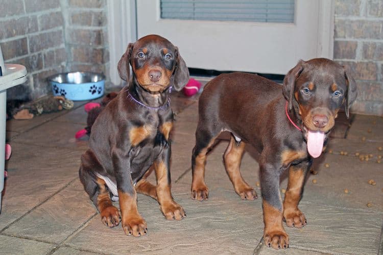 7 week old black/rust and red/rust doberman pups