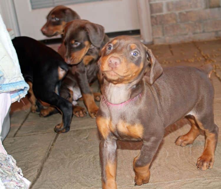 7 week old black/rust and red/rust doberman pups