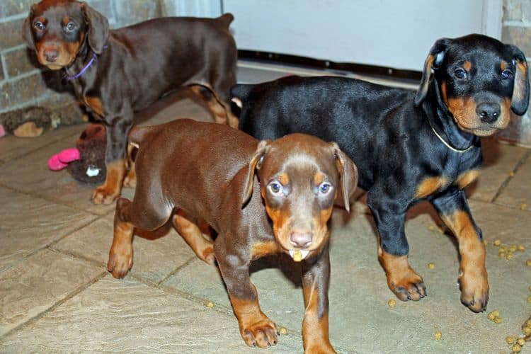 7 week old black/rust and red/rust doberman pups