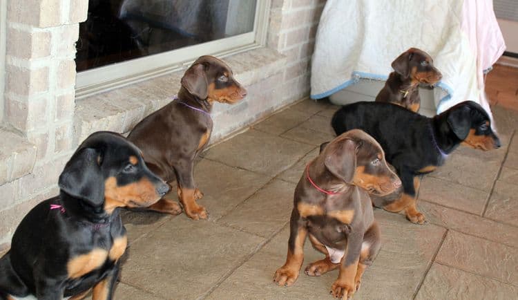 7 week old black/rust and red/rust doberman pups