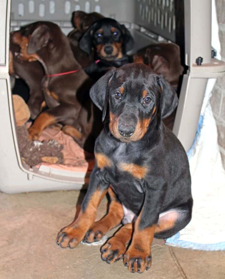 7 week old black/rust and red/rust doberman pups